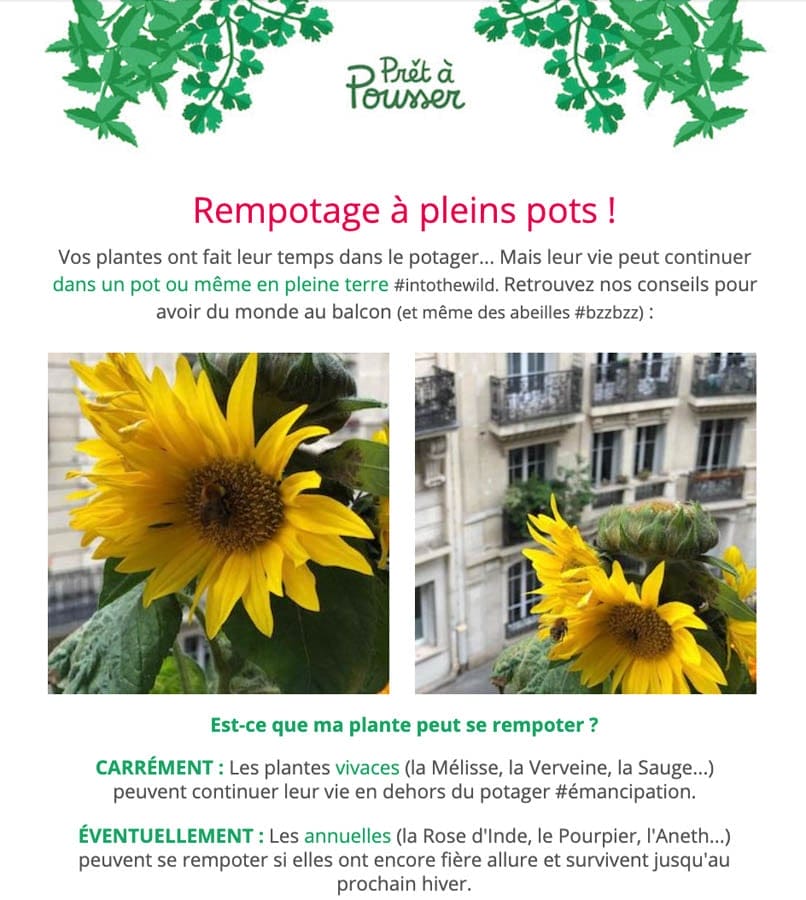 Créer une newsletter